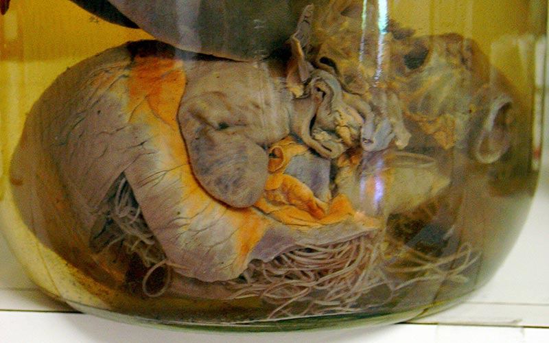 10 Myths of Heartworms