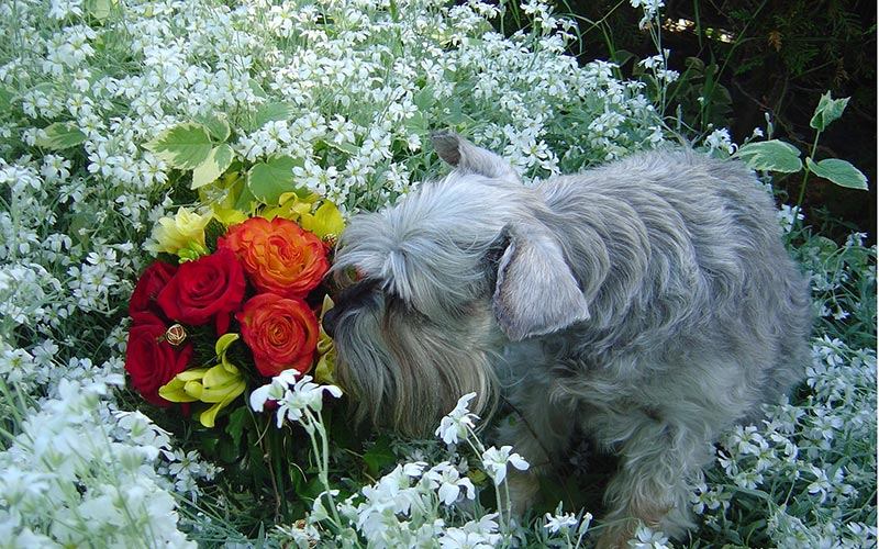 10 Plants that can harm your dog