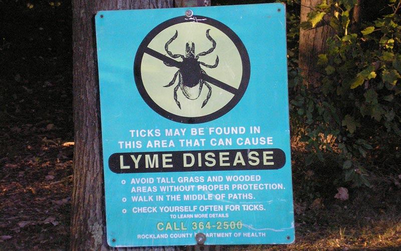 Lyme Disease in your dog