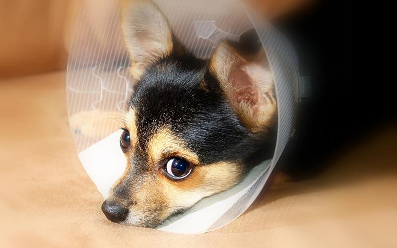 Why Should you Know Pet First Aid?