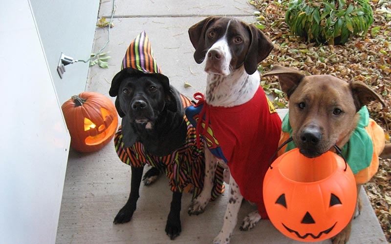 Celebrating Halloween with your Dog