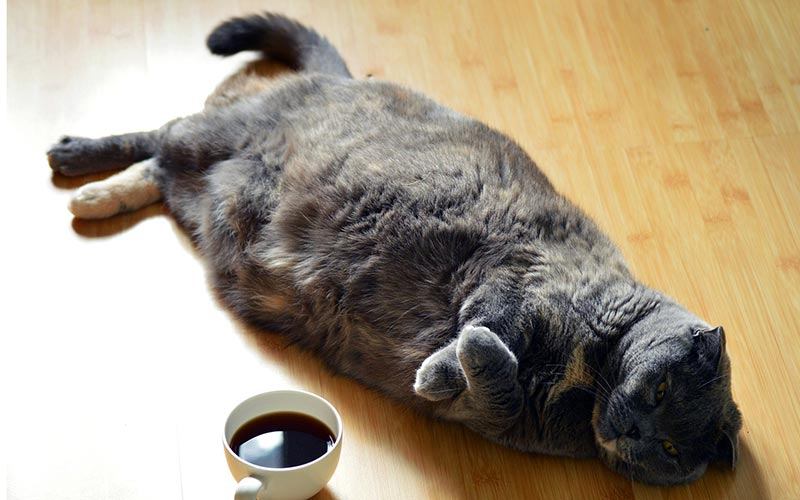 Health problems with Pet Obesity