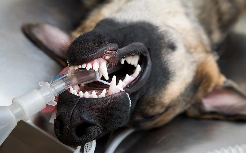 Five Anesthesia Risk your that you need to know for your Pet
