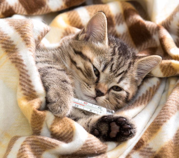 Cat Care