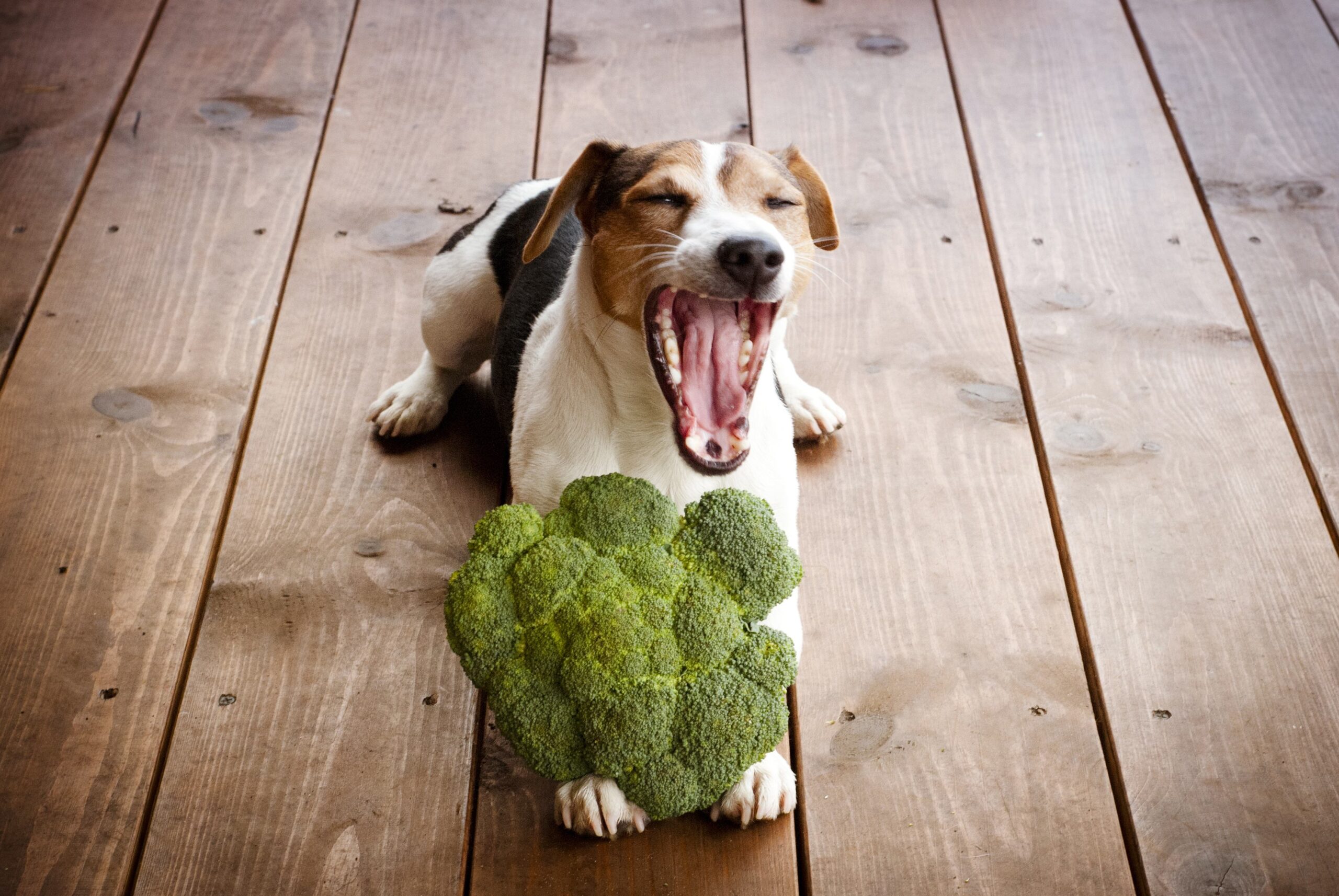 Vegan