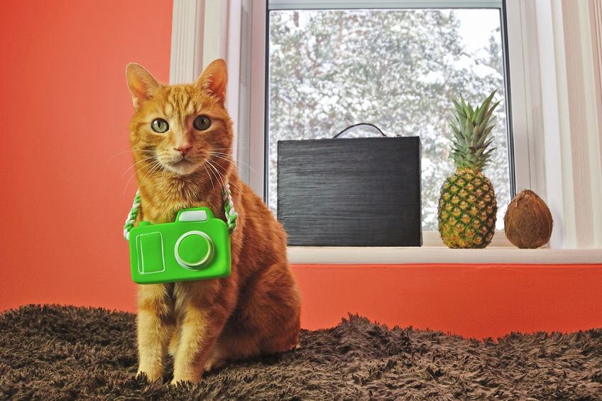 Four Ways to keep your cat Busy