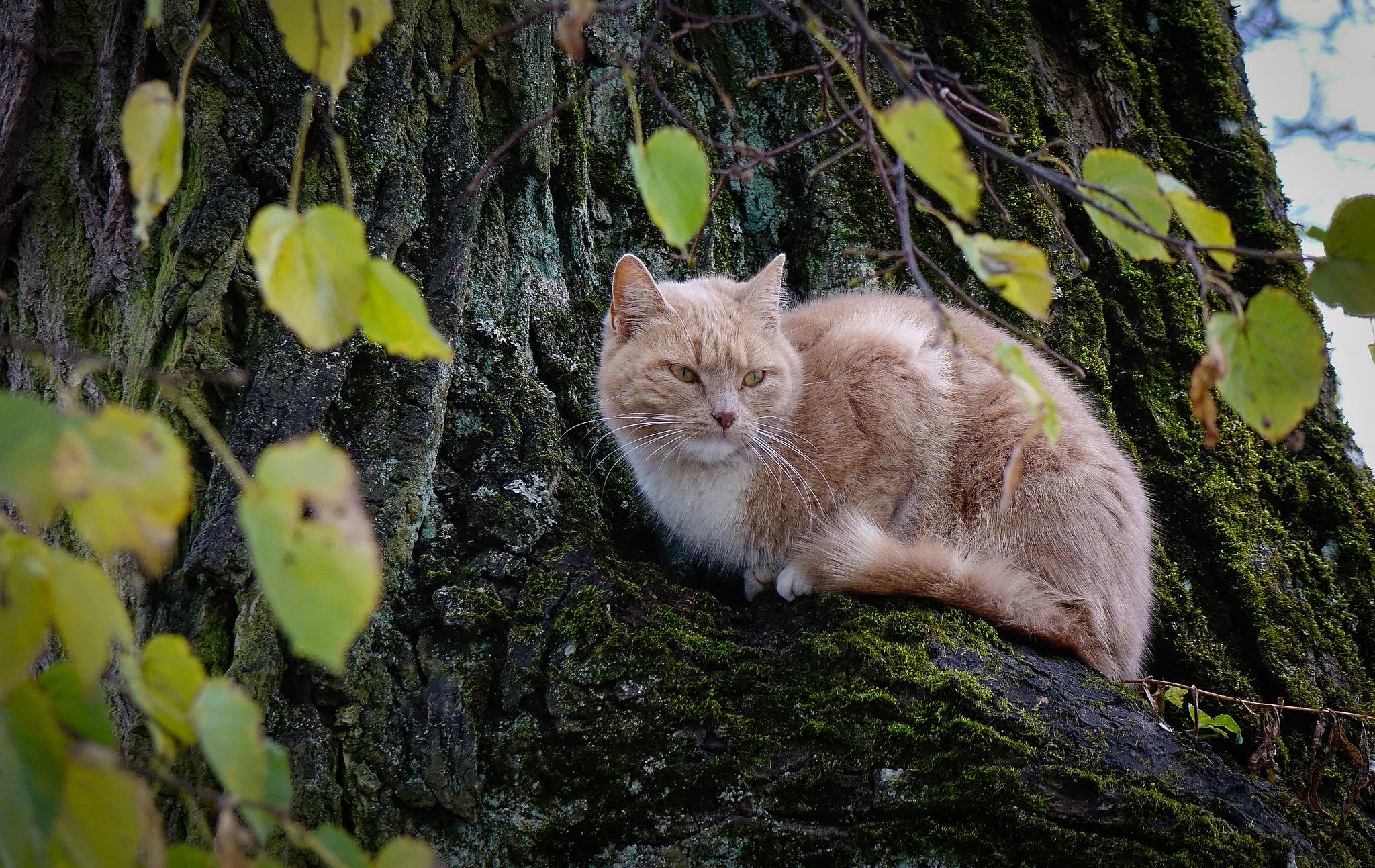 Stuck in a Tree