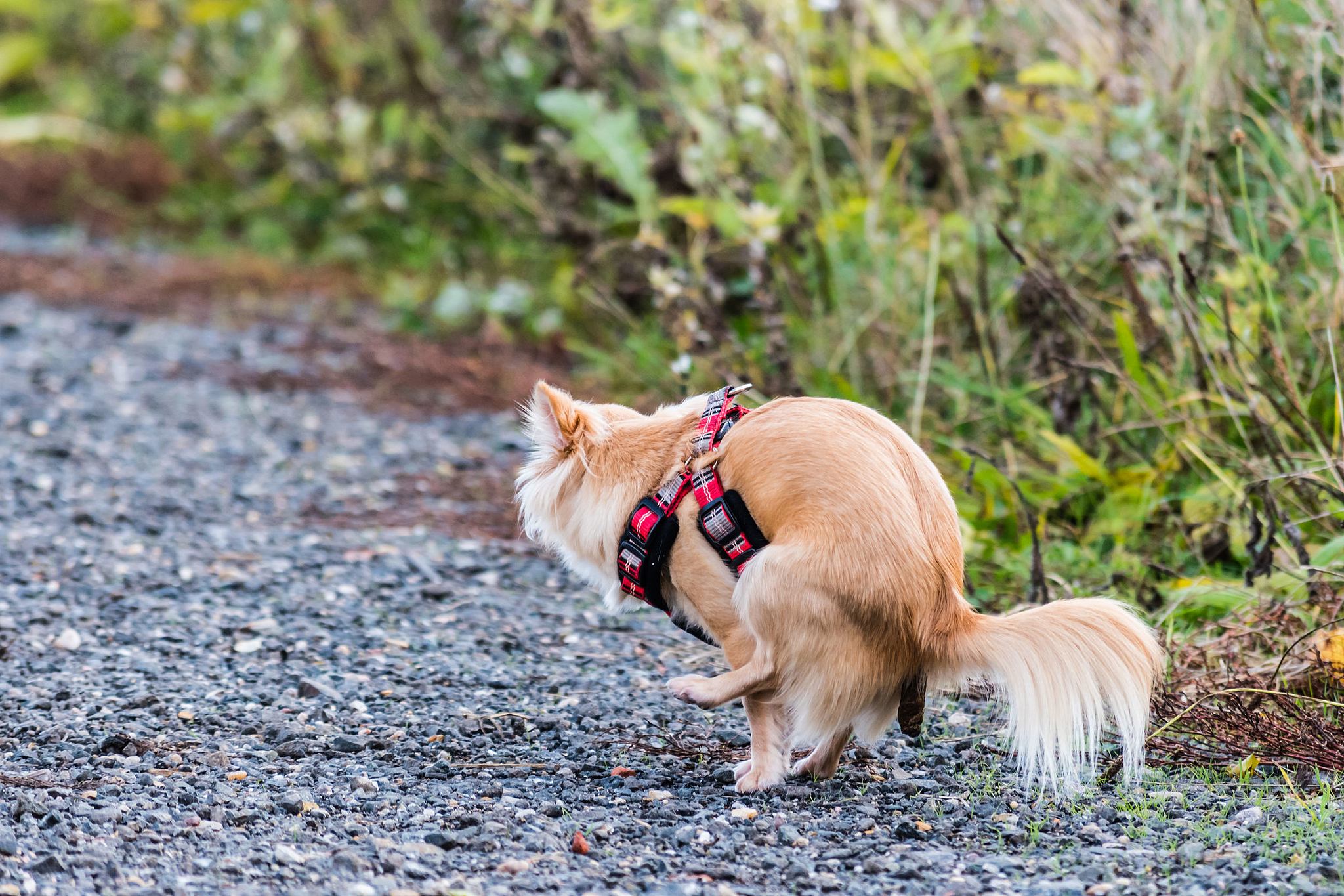 Dog Poop
