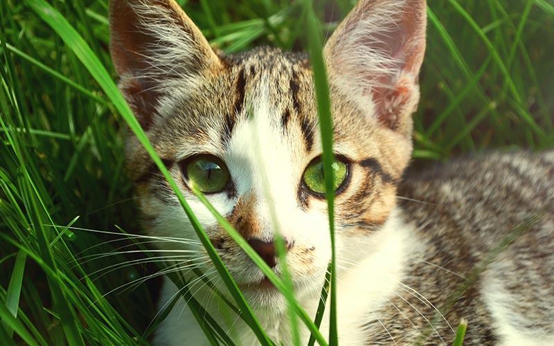 Allergy Season for your Pets