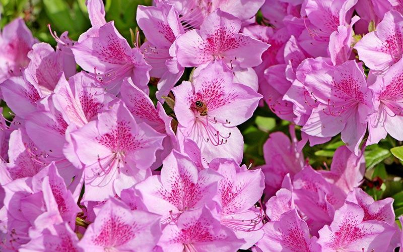 image of Azaleas
