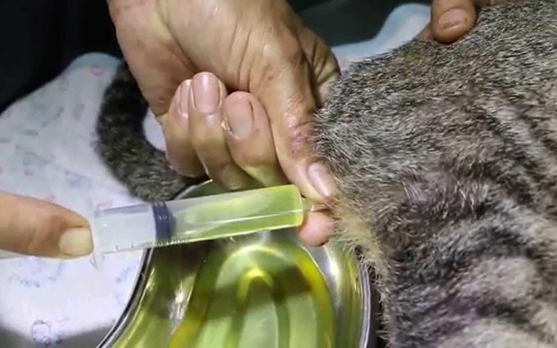 Cat Urinary Blockage