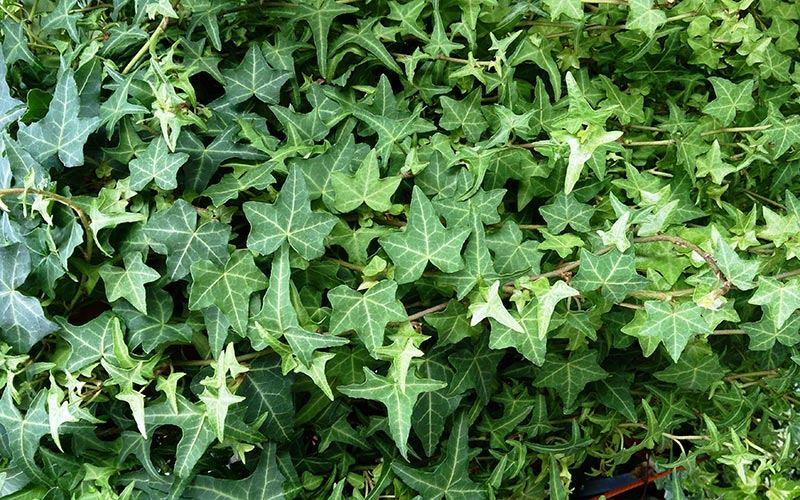 English Ivy