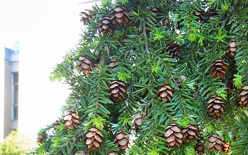 Hemlock