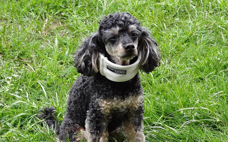 How to Treat Spinal Injury for your pet