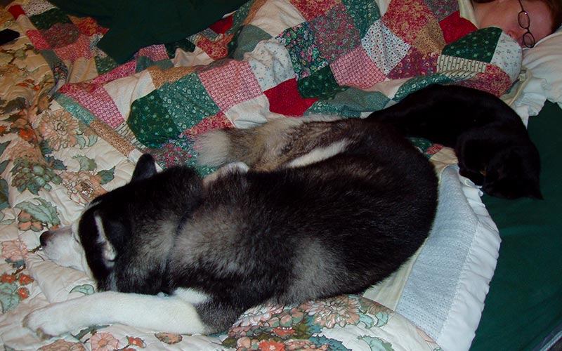Is It safe to Sleep with your Pet?