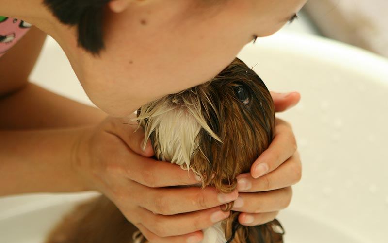 Is it Risky to Kiss your Dog?