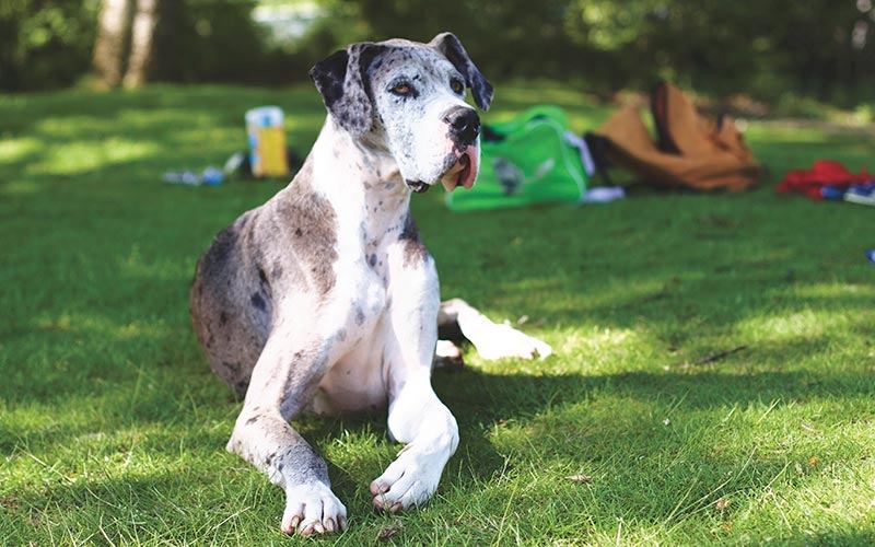 Items needed for Pet Emergency Kit