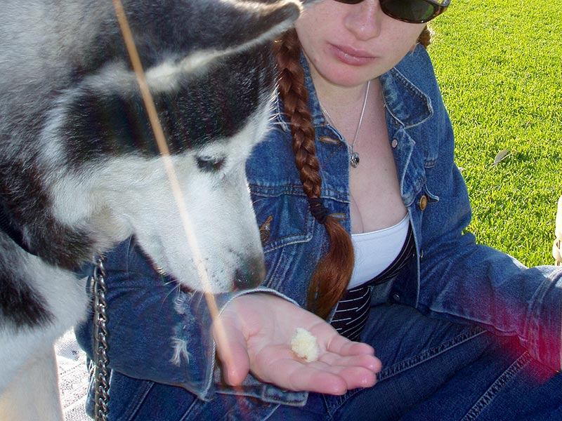 Is Bread Helpful for your Dog's Digestion