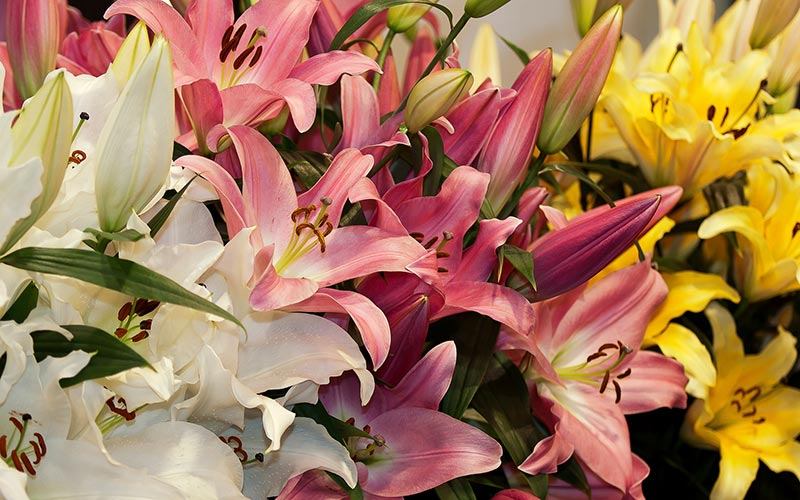 image of Lilies