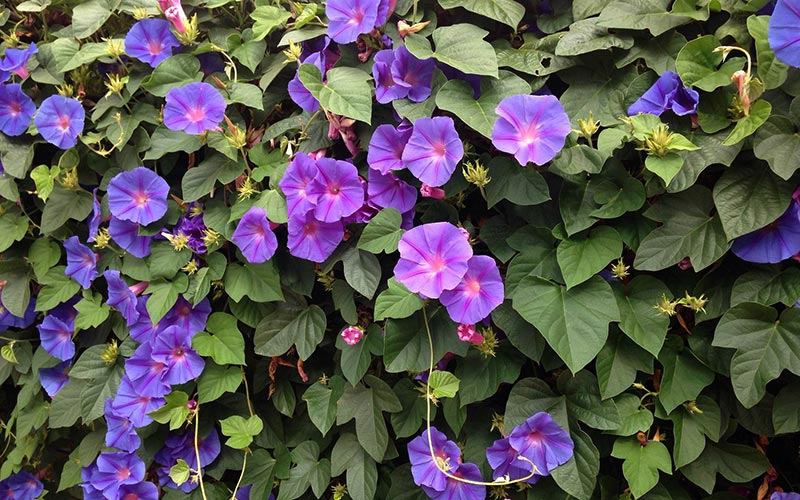 Morning Glory
