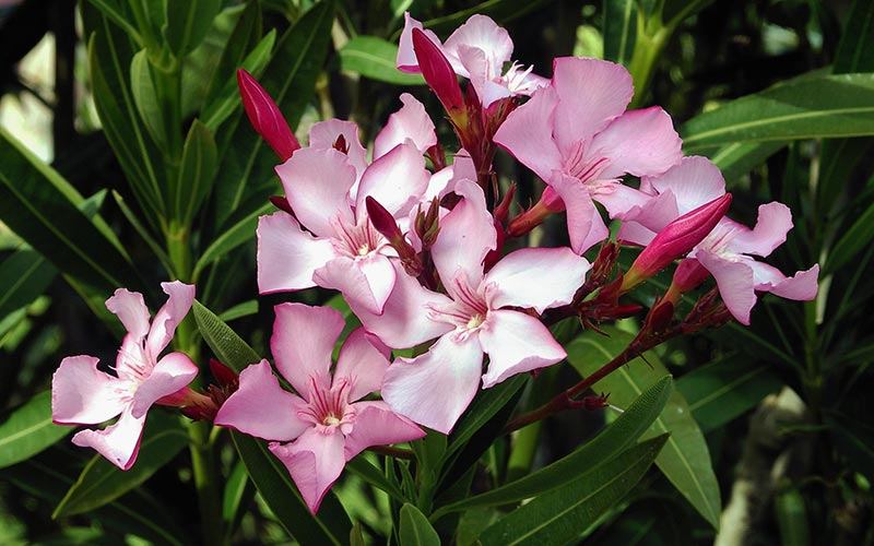 image of Oleander Flowers