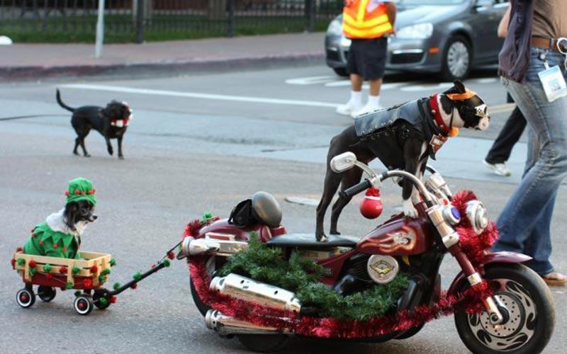 Pet Parade Gaslamp San Diego