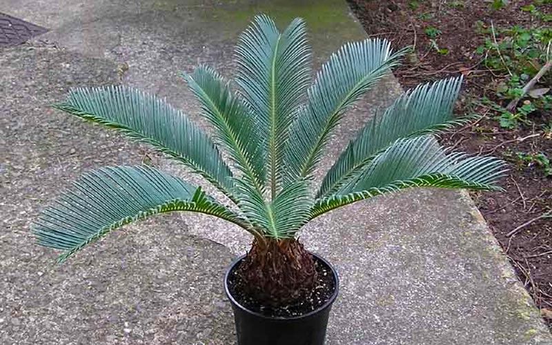 Sago Palm