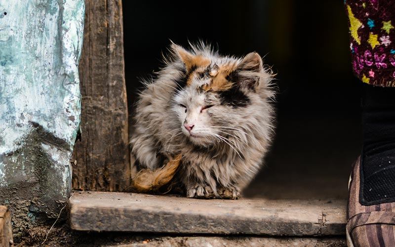 Ways you can tell if you cat is sick