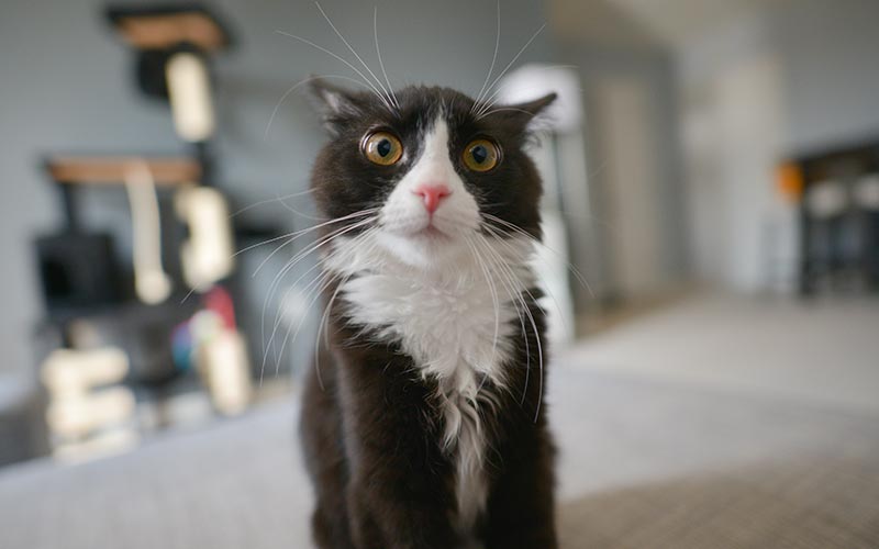 What is Normal for your Cat?