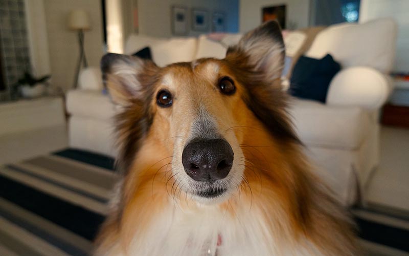 What is normal for my dog?