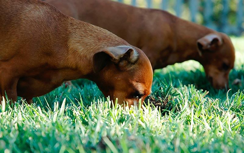 Why do dogs eat grass?