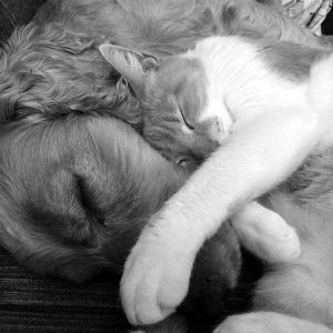 Pet CPR and First Aid
