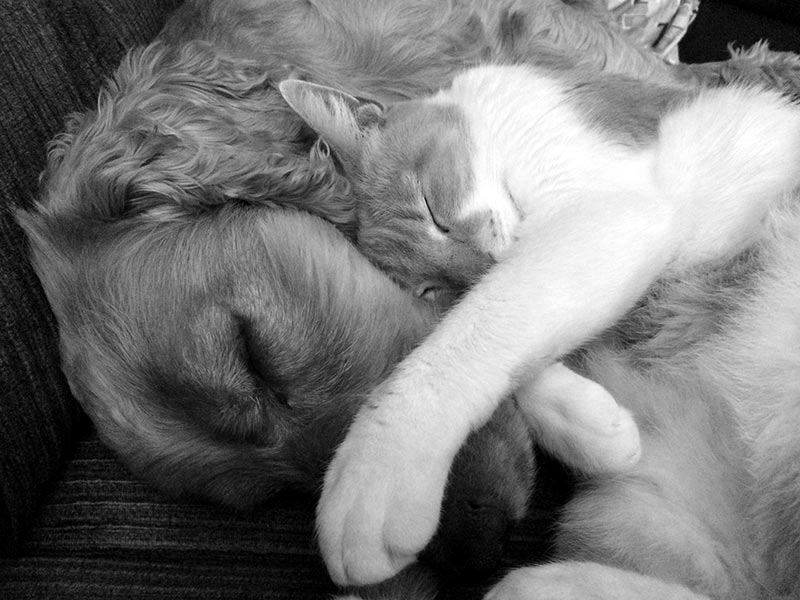 Pet CPR and First Aid