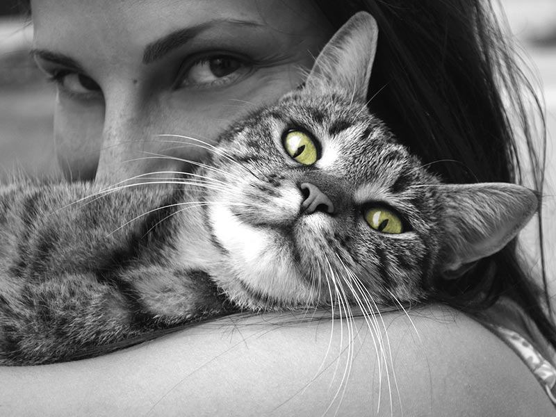 Cat CPR and FIrst Aid by Pet4CPR