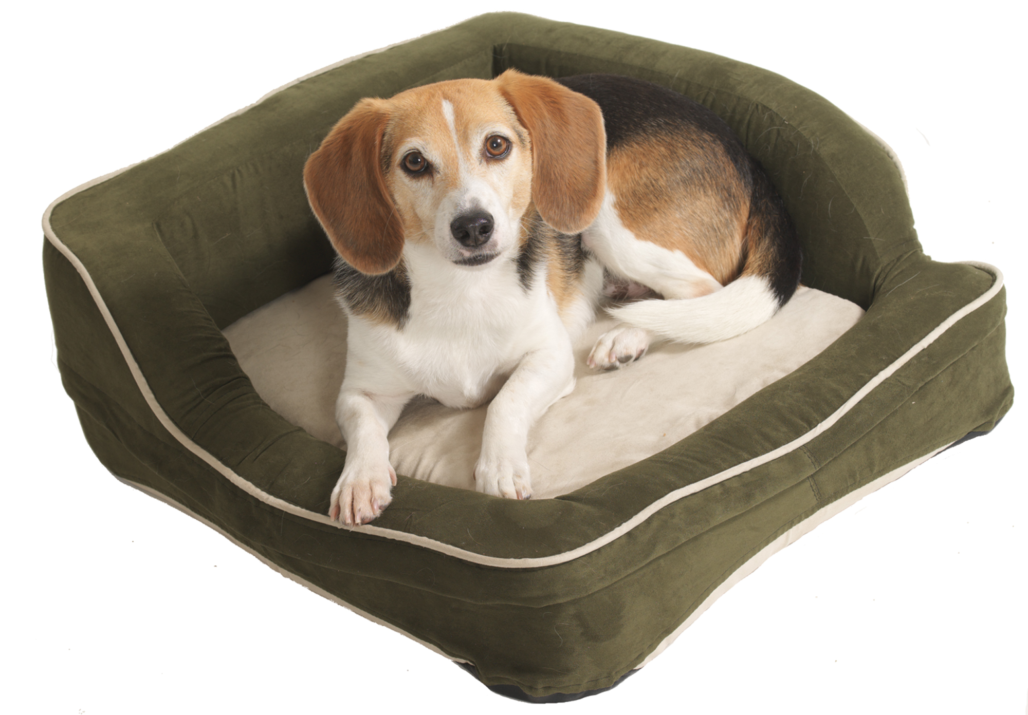 Scary things in dog's bed
