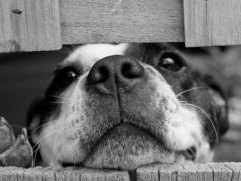 Dog CPR and First Aid by Pet4CPR