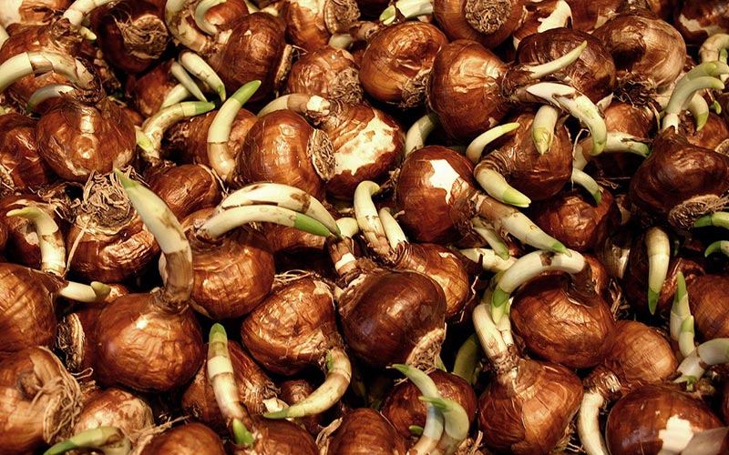 image of Flower Bulbs