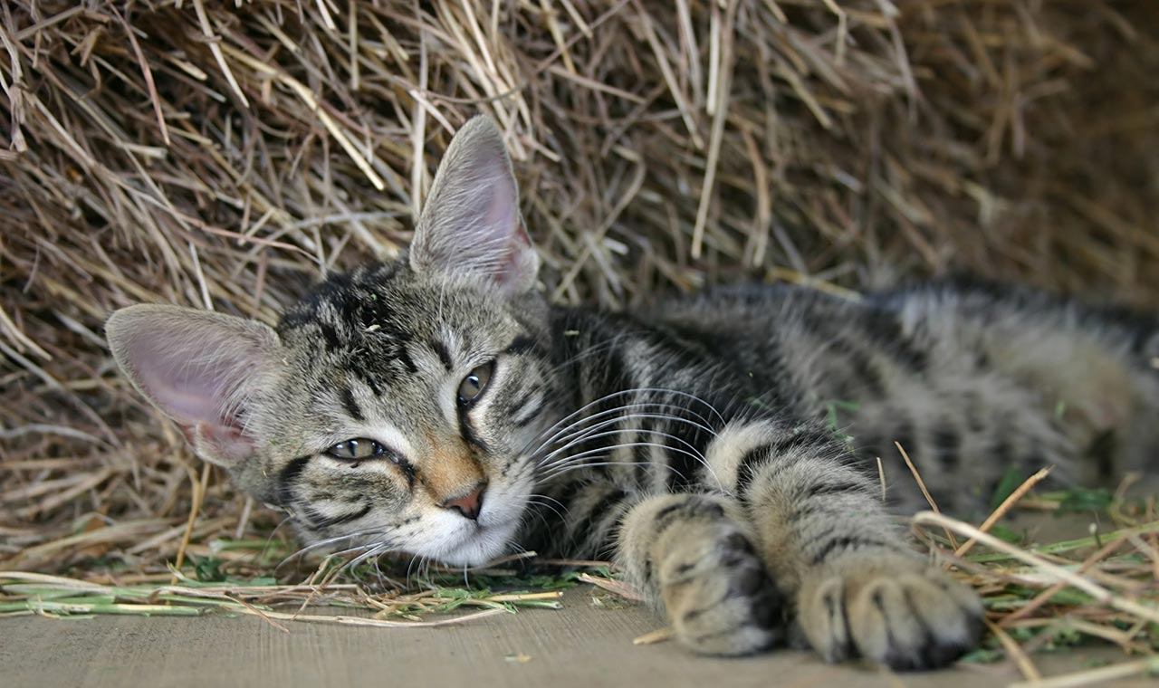 Kitten