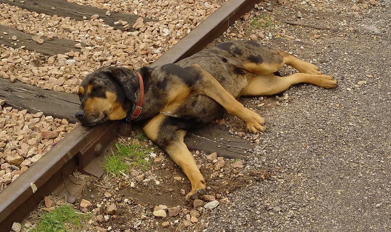 Old dog on track