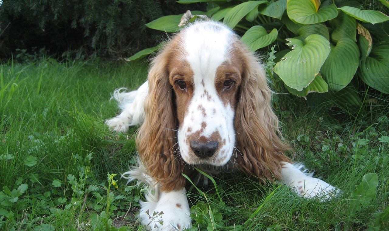 Old Dog