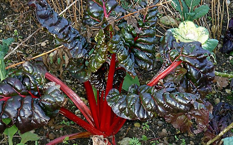 image of Rhubarb