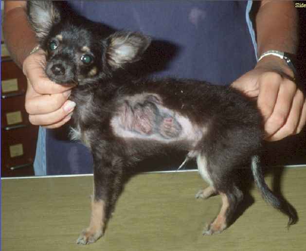 Picture of Dog with Ringworm side of chest.