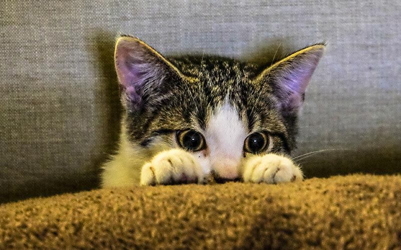 Thunderstorm Phobias in Cats