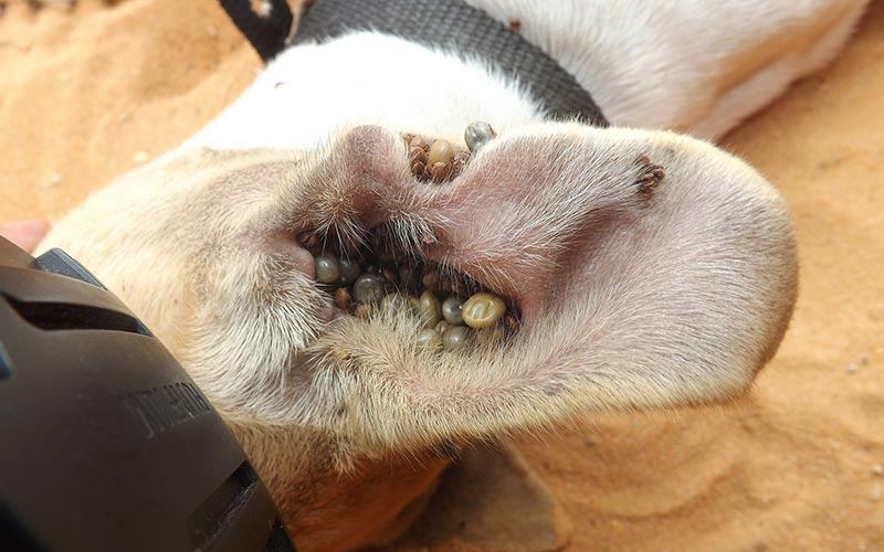 Tick infested dogs ear